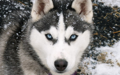 sibirsky_husky.jpg