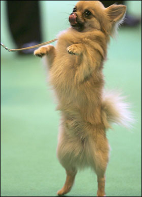 cruftsgetty_280_448016a.jpg