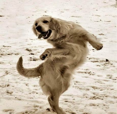 Dancing Dog.jpg