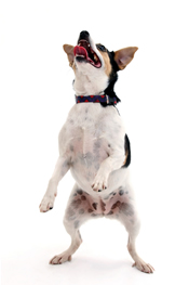 dog-dancing-175.jpg