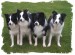 dogs.jpg