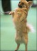 cruftsgetty_280_448016a.jpg