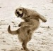Dancing Dog.jpg