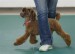 dog dancing.jpg