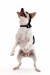 dog-dancing-175.jpg